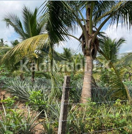 Land for Sale In Yakkaduwa, Ja-ela