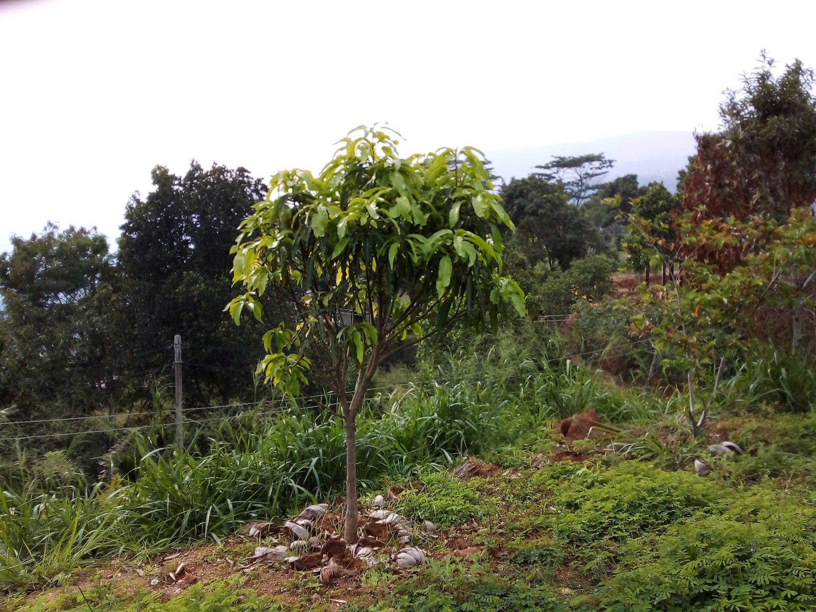 LAND & HOUSE FOR SALE