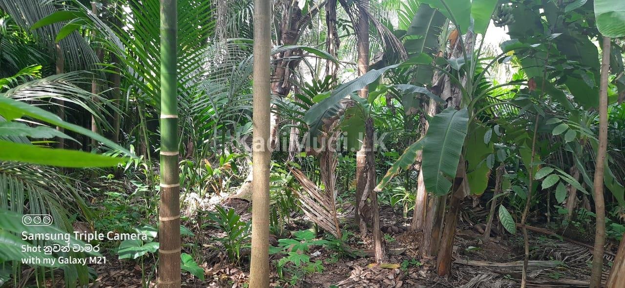 Land for Sale Mathugama
