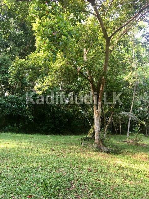 Land for Sale In Minuwangoda