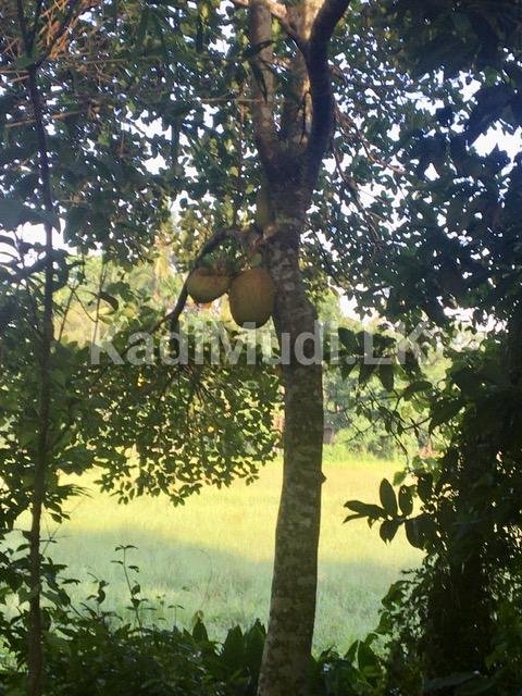 Land for Sale In Minuwangoda