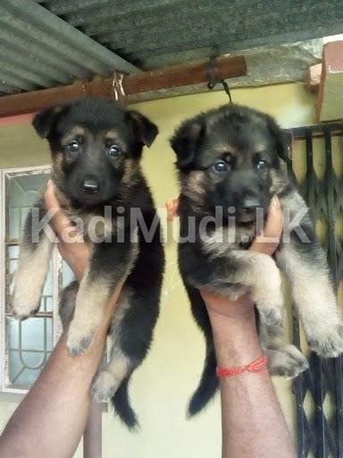 German Shepherd Puppies for Sale