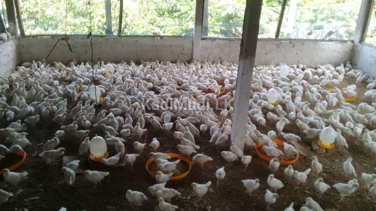 Egg Chicken Food Mixing Raw Materials