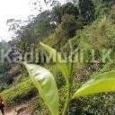 Zest Natural High Grown Green Tea