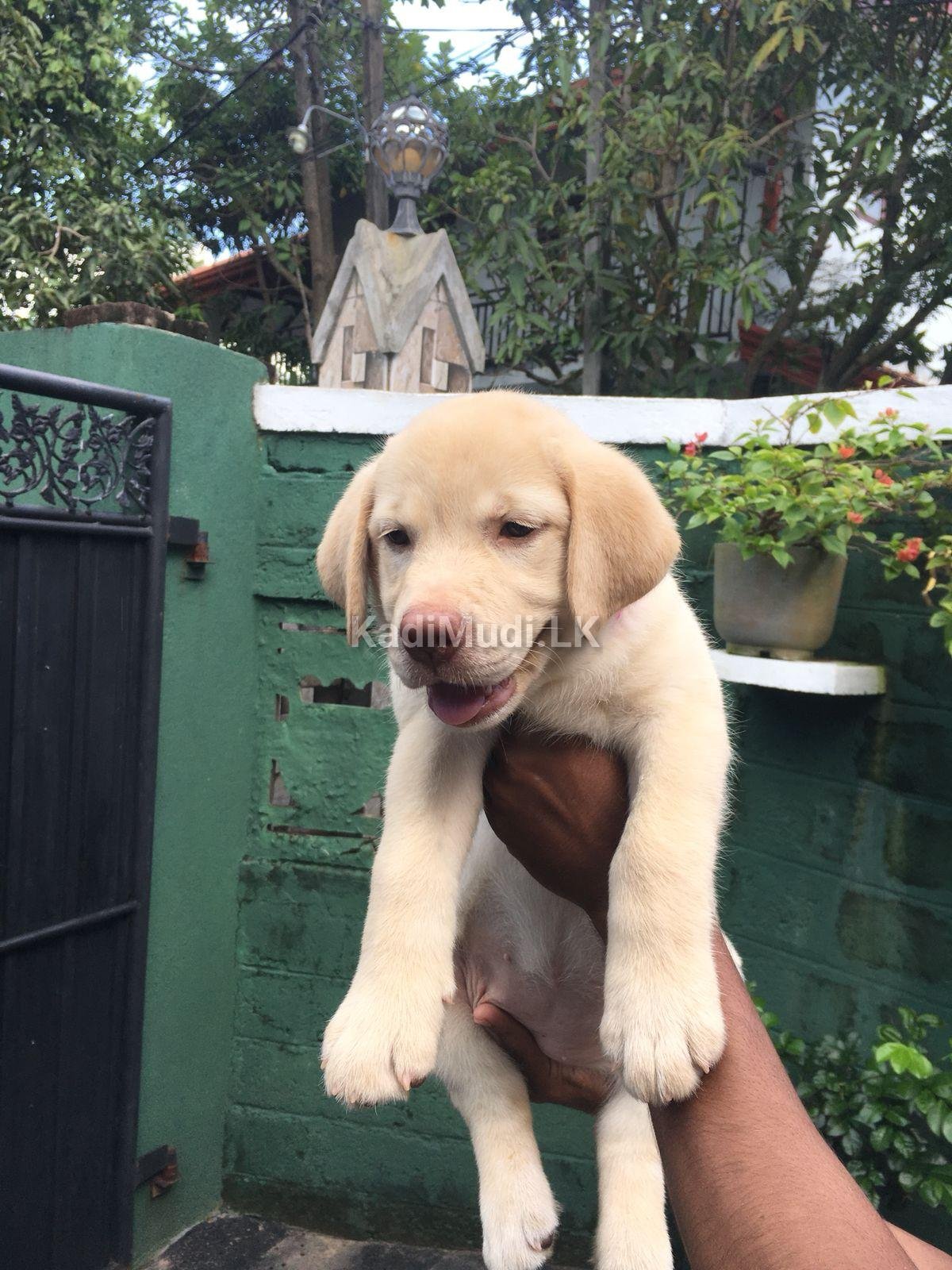 Labrador Retriever Puppy for Sale