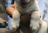 Labrador Retriever Puppy for Sale