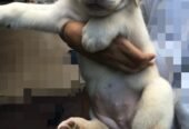 Labrador Retriever Puppy for Sale