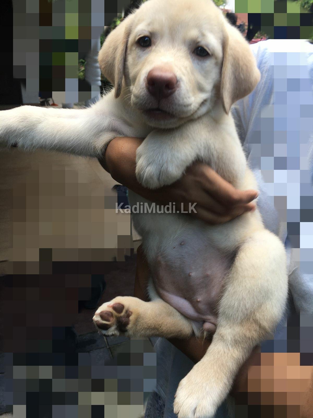 Labrador Retriever Puppy for Sale