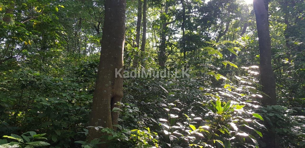 prime Land facing Matale /Dambulla Main road