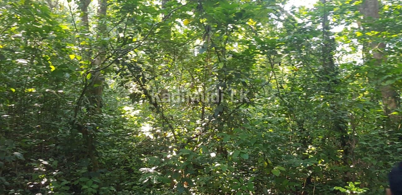 prime Land facing Matale /Dambulla Main road