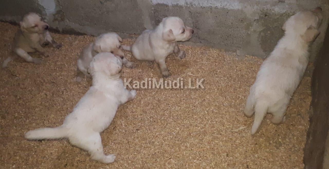 Labrador puppies
