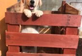 Labrador Female Puppy