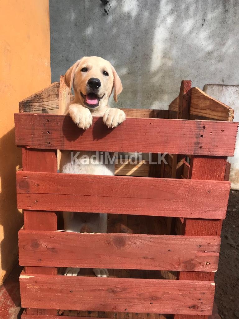 Labrador Female Puppy