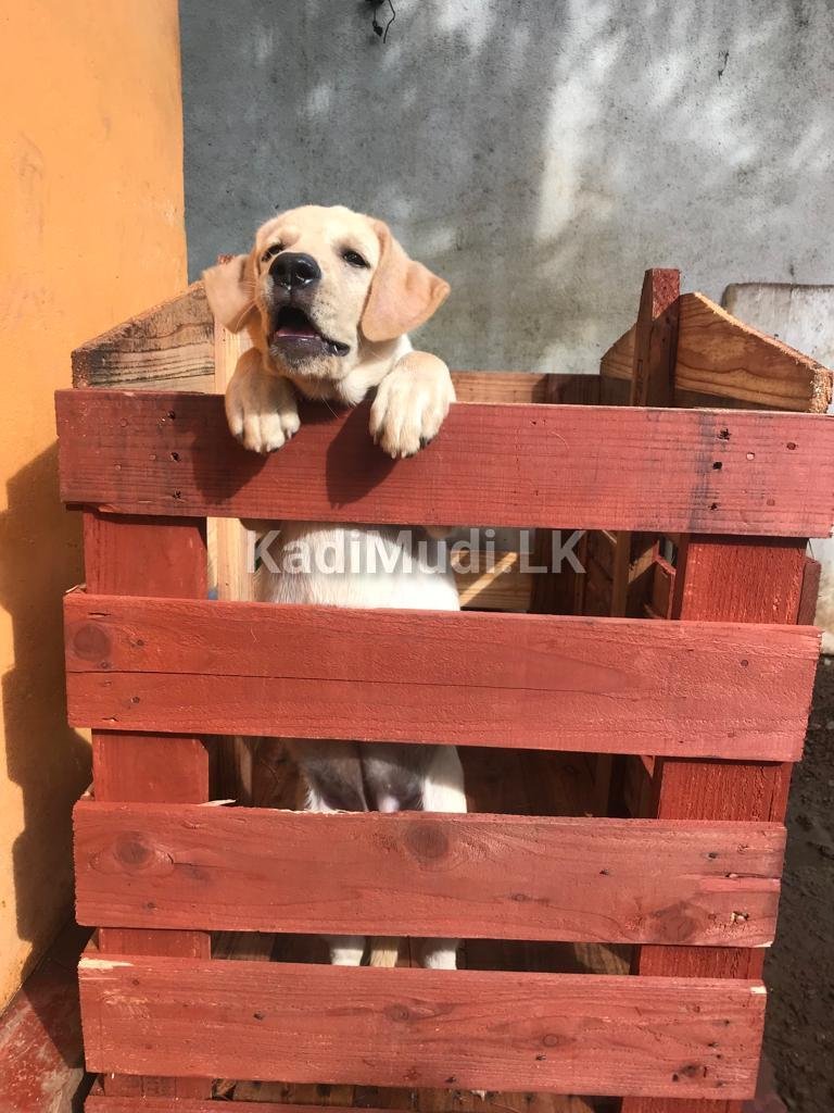 Labrador Female Puppy