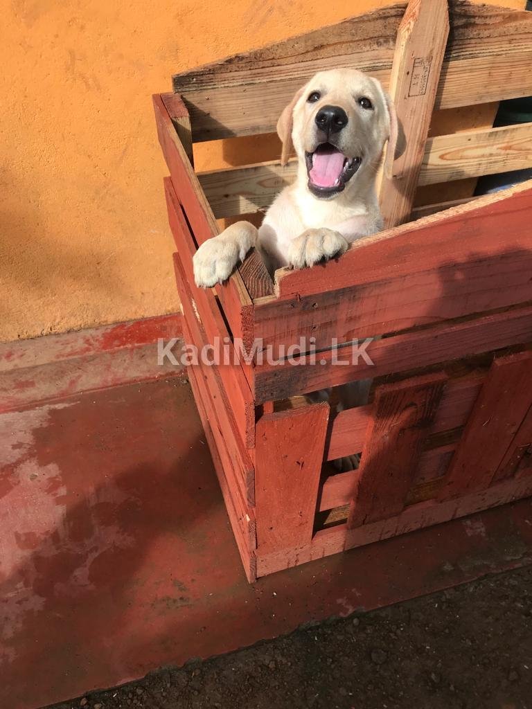 Labrador Female Puppy