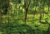 Rubber land for sale in deraniyagala