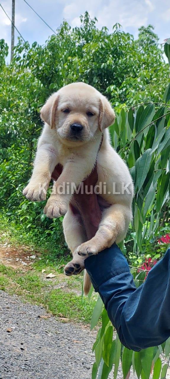 Healthy labrador male puppy