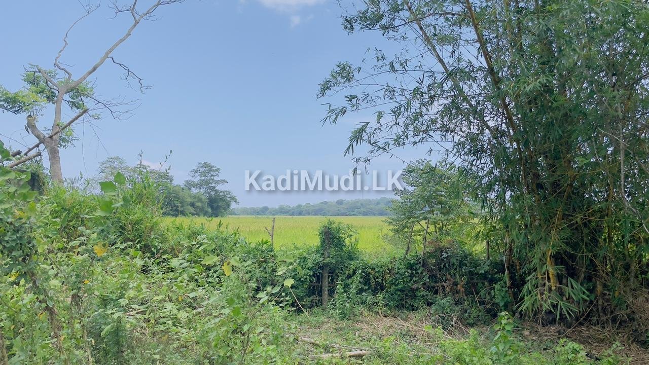 Land sale in Tangalle