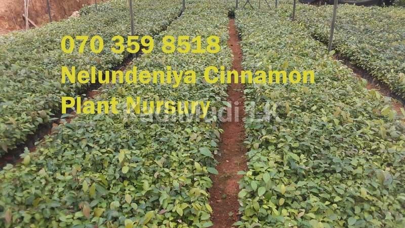 Cinnamon Plants for Sale (Kurudu Pela)
