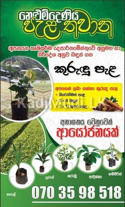 Cinnamon Plants for Sale (Kurudu Pela)