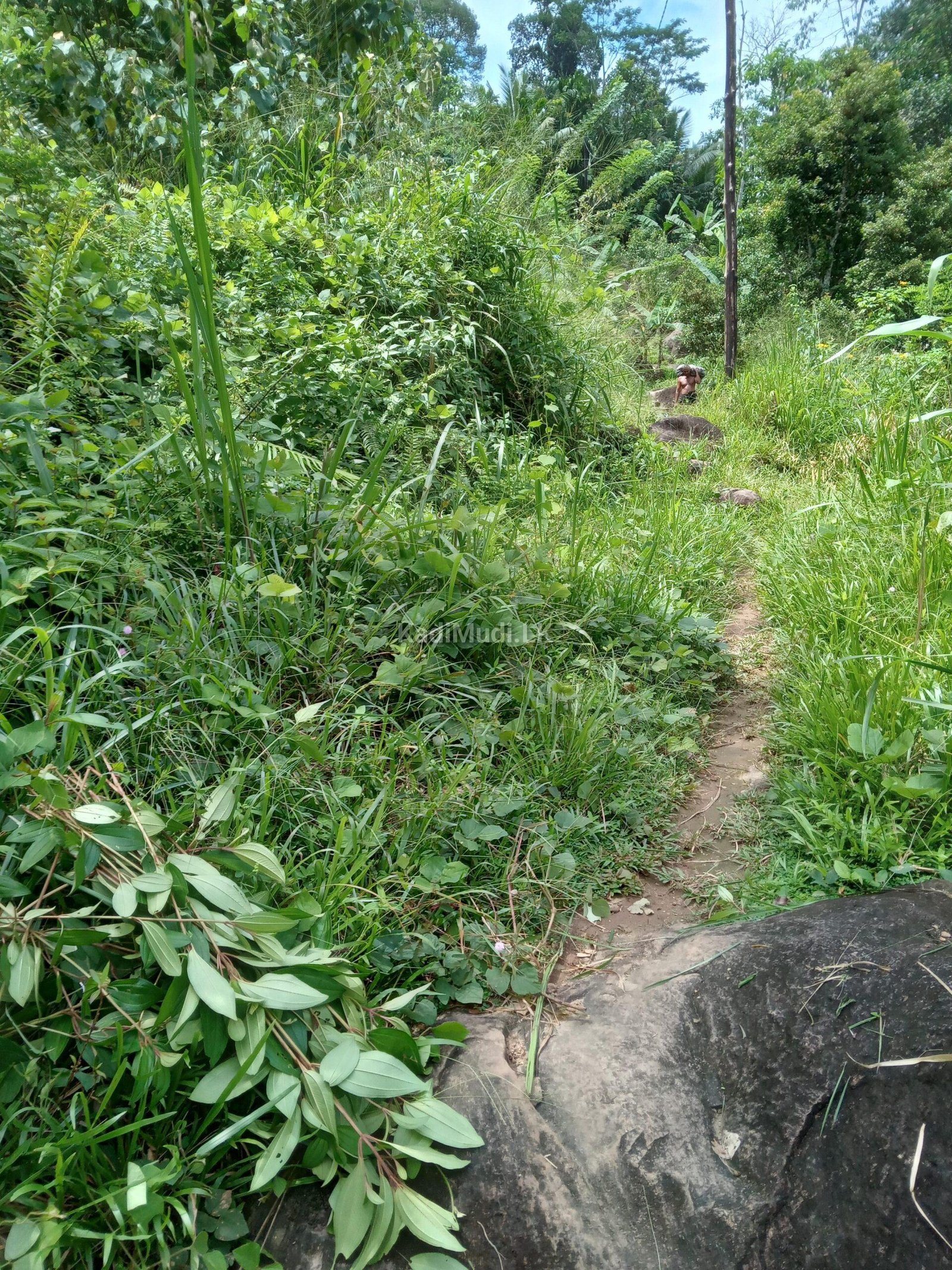 Invest in Rewarding Business Ventures in Sri Lanka