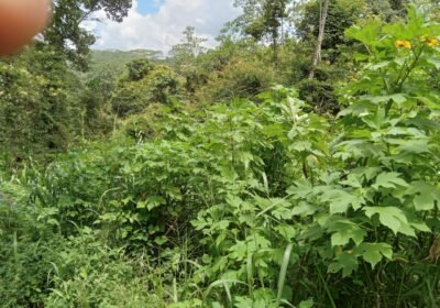 Morawaka-land-compressed114103