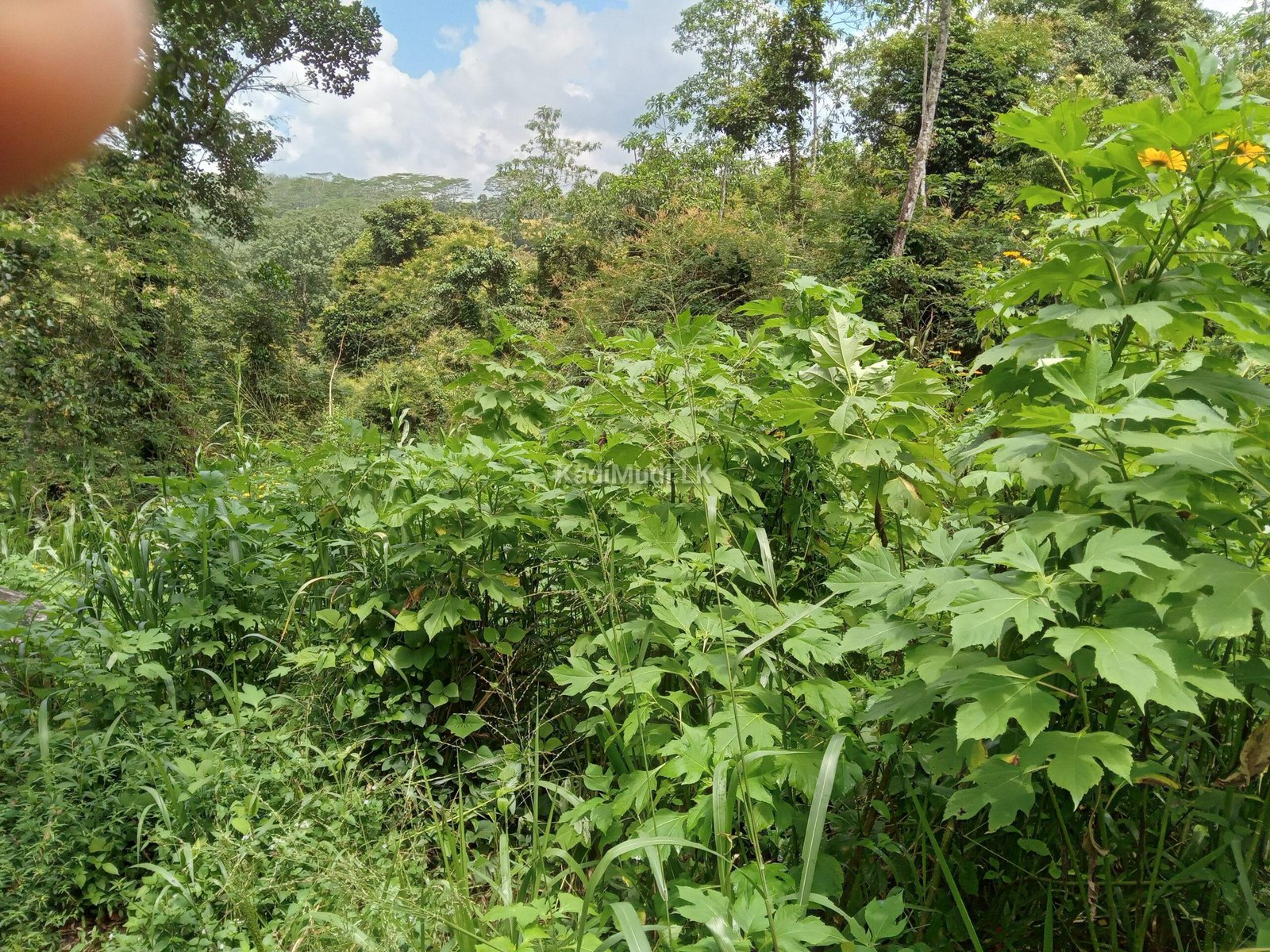 Invest in Rewarding Business Ventures in Sri Lanka