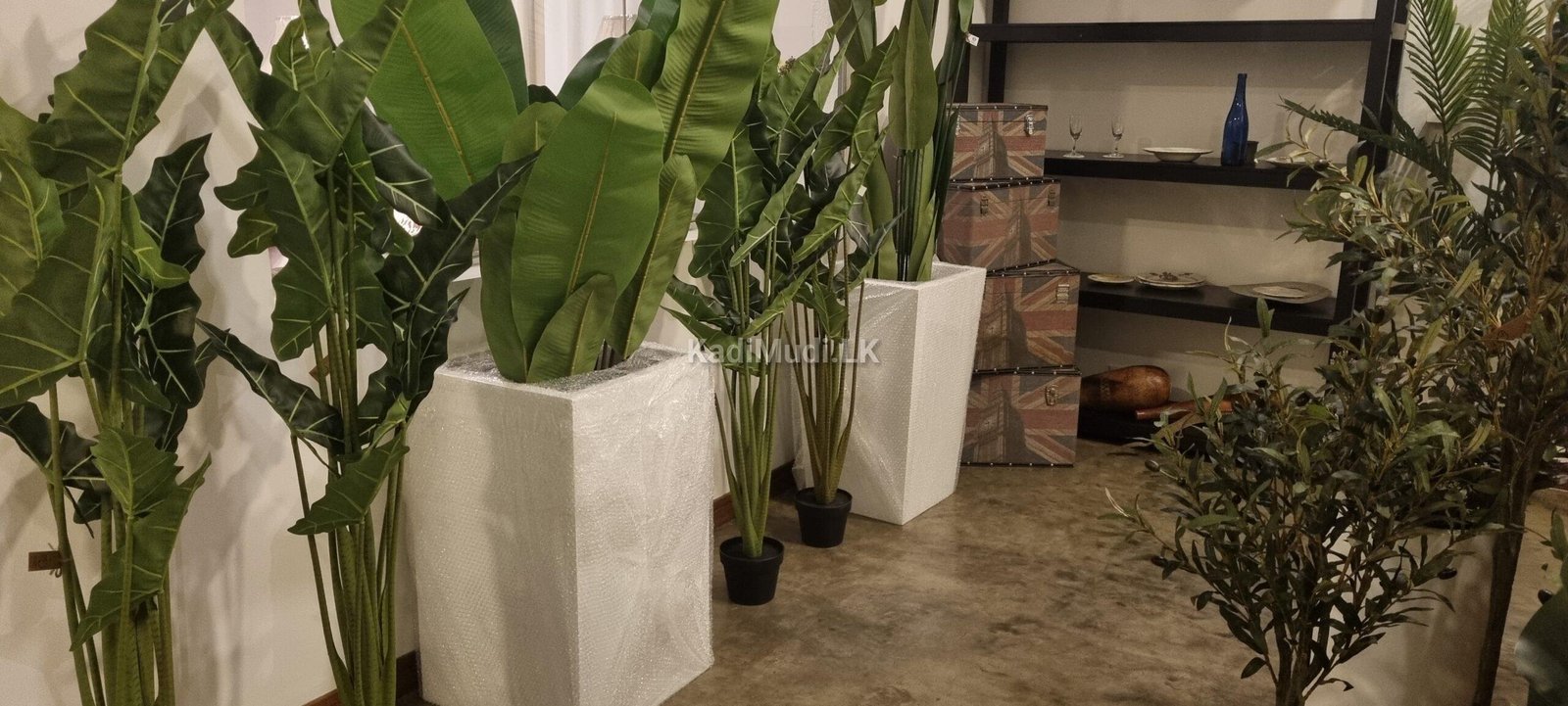 Commercial-Grade Fiberglass Planters in Sri Lanka